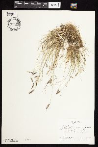 Bouteloua hirsuta image