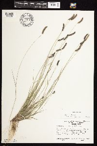 Bouteloua hirsuta image