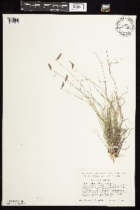 Bouteloua hirsuta image