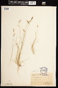 Bouteloua hirsuta image