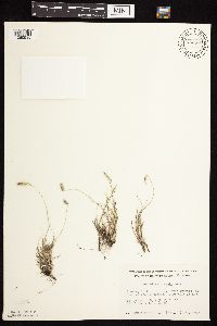 Bouteloua hirsuta image