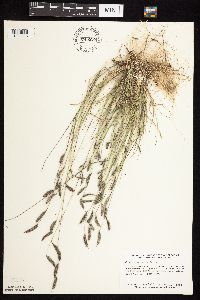 Bouteloua hirsuta image