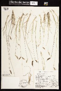 Bouteloua hirsuta image