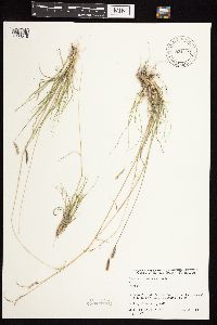 Bouteloua hirsuta image