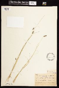 Bouteloua hirsuta image