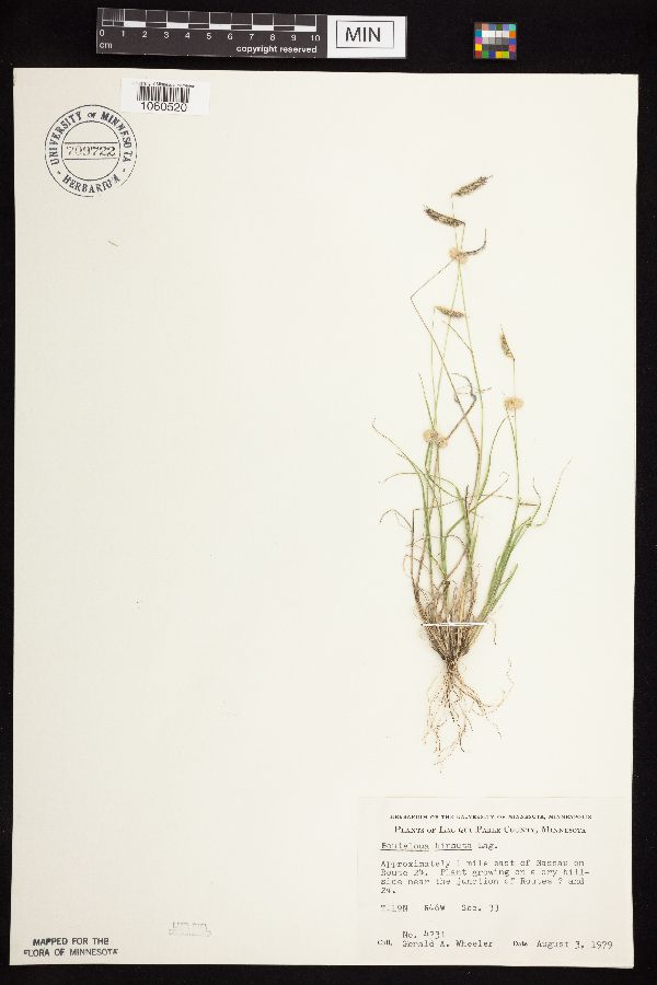 Bouteloua hirsuta image