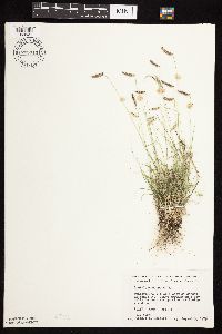 Bouteloua hirsuta image