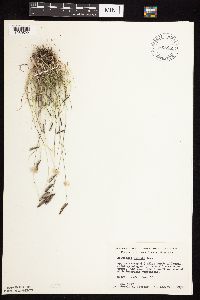 Bouteloua hirsuta image