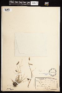 Bouteloua hirsuta image