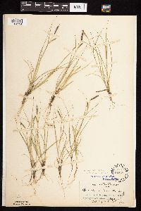 Bouteloua hirsuta image