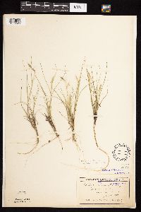 Bouteloua hirsuta image