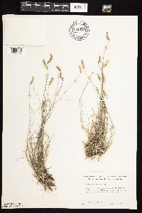 Bouteloua hirsuta image