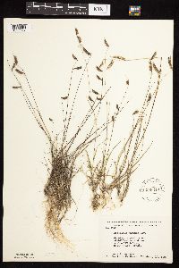 Bouteloua hirsuta image