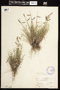 Bouteloua hirsuta image