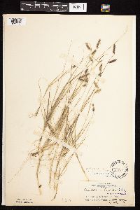 Bouteloua hirsuta image