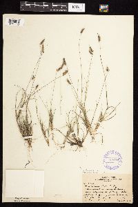 Bouteloua hirsuta image