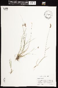 Bouteloua hirsuta image