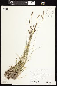 Bouteloua hirsuta var. hirsuta image