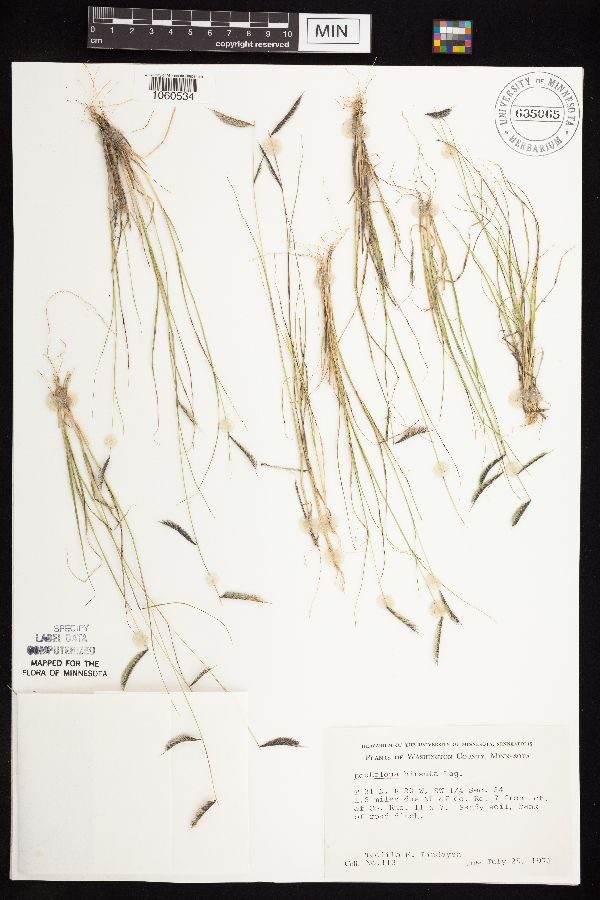 Bouteloua hirsuta var. hirsuta image