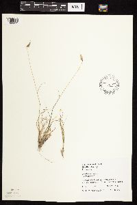 Bouteloua hirsuta var. hirsuta image