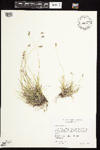 Bouteloua hirsuta var. hirsuta image