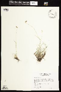 Bouteloua hirsuta image