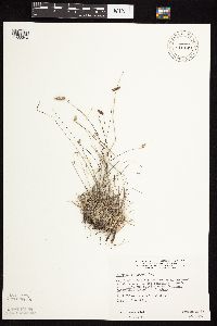 Bouteloua hirsuta image