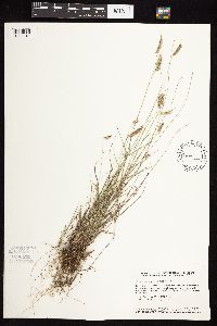 Bouteloua hirsuta image