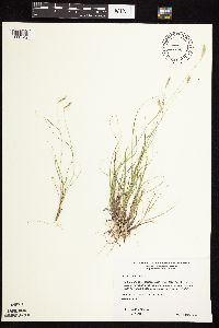 Bouteloua hirsuta image