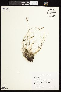 Bouteloua hirsuta image