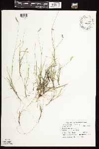 Bouteloua hirsuta image