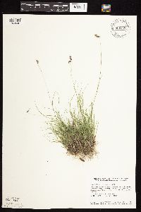 Bouteloua hirsuta image