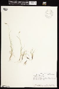 Bouteloua hirsuta image