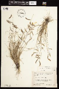 Bouteloua hirsuta image