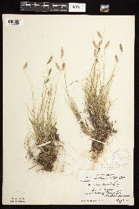 Bouteloua hirsuta image