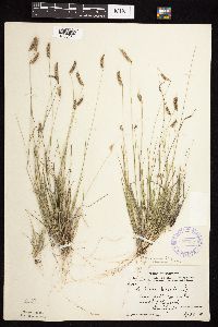 Bouteloua hirsuta image