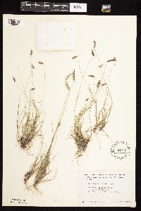 Bouteloua hirsuta image