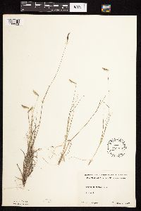 Bouteloua hirsuta image