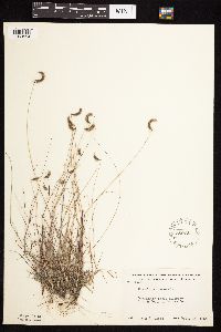 Bouteloua hirsuta image