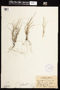 Bouteloua hirsuta image