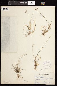 Bouteloua hirsuta image