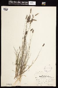 Bouteloua hirsuta image