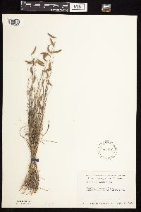 Bouteloua hirsuta image