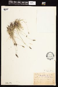 Bouteloua hirsuta image