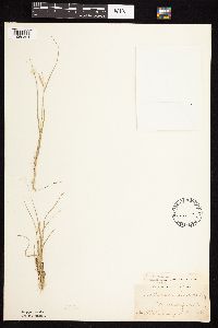 Bouteloua hirsuta image