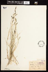 Bouteloua hirsuta image