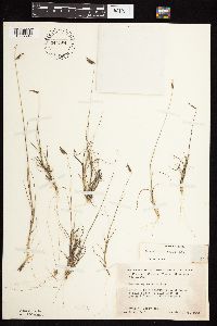 Bouteloua hirsuta image