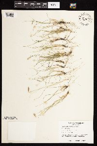 Bouteloua hirsuta image