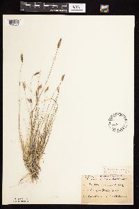 Bouteloua hirsuta image