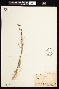 Bouteloua hirsuta image